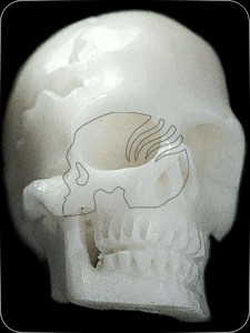 Pearl "RealBone" (Knochen)